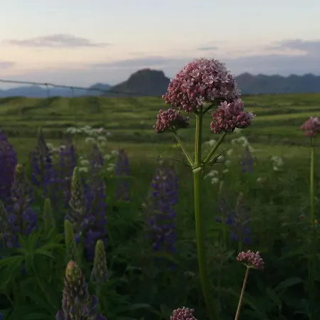 Lofoten - Edvardbua Kvalnes (Vestvagoy)